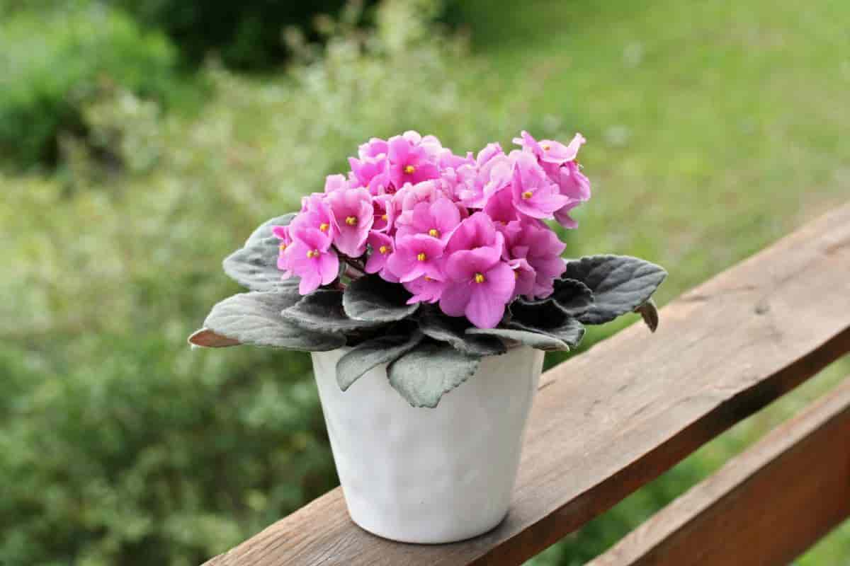 edges african violets