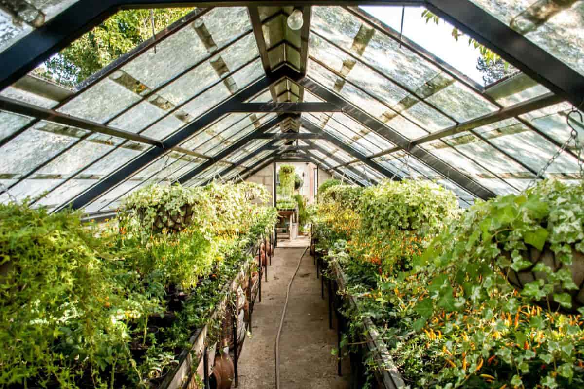 little profit greenhouse