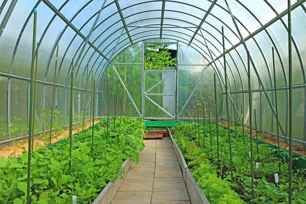 six green thumbs