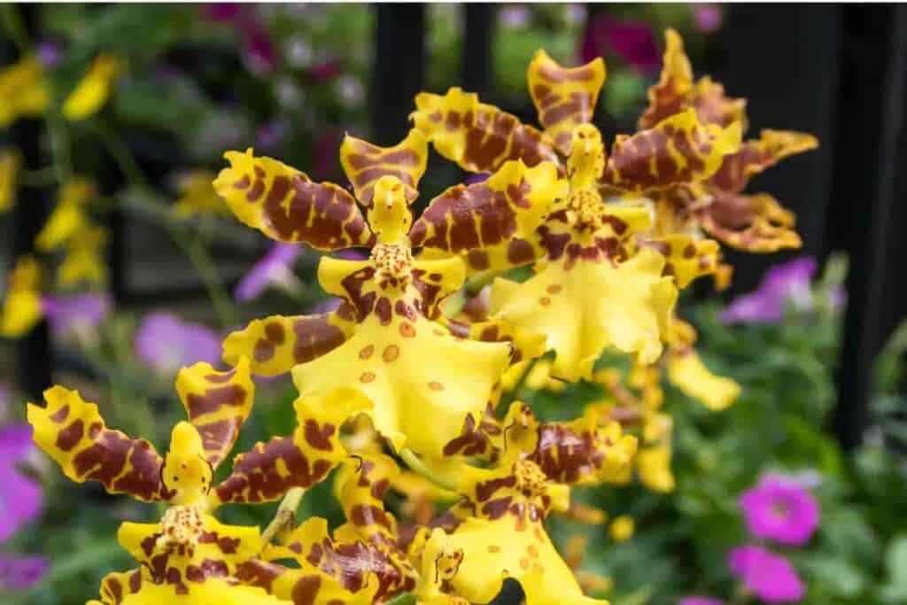 Blooming Oncidium Orchid
