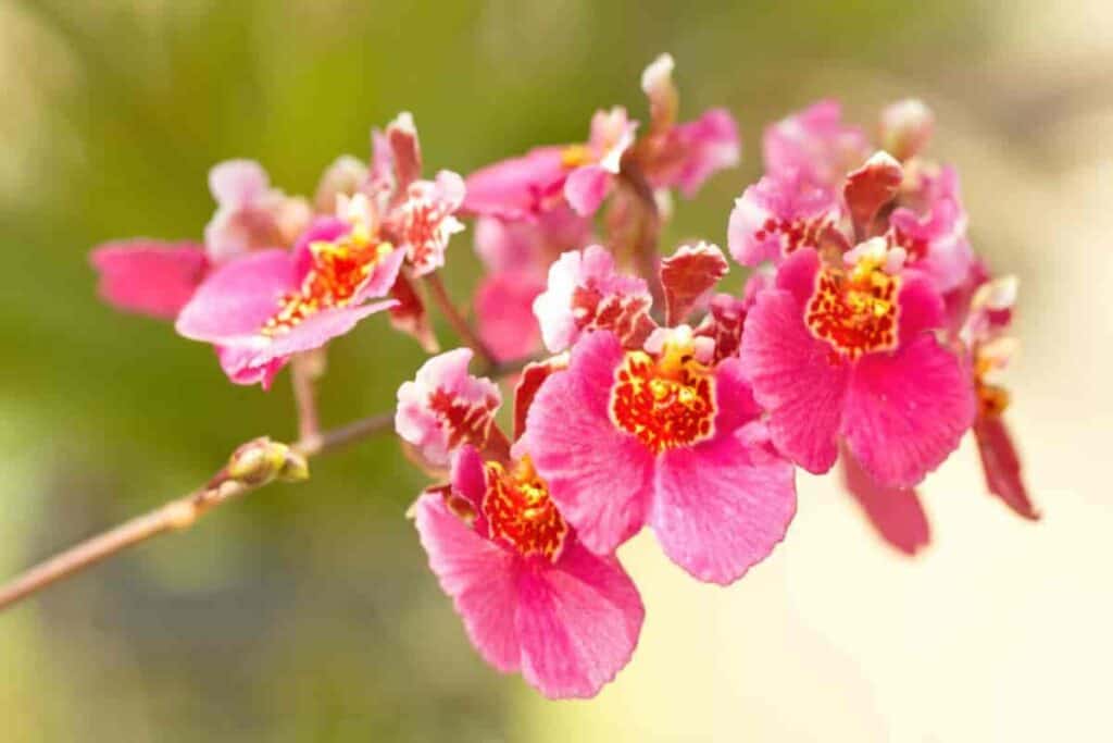 Blooming Pink Oncidium Orchid