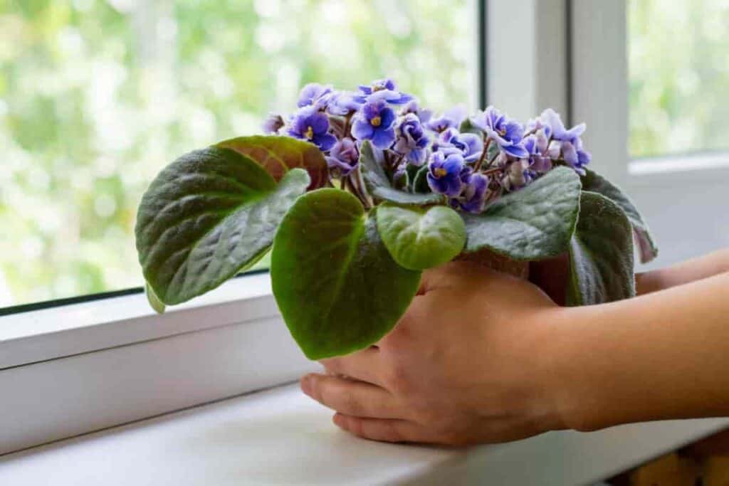 gesneriads bloom indoors