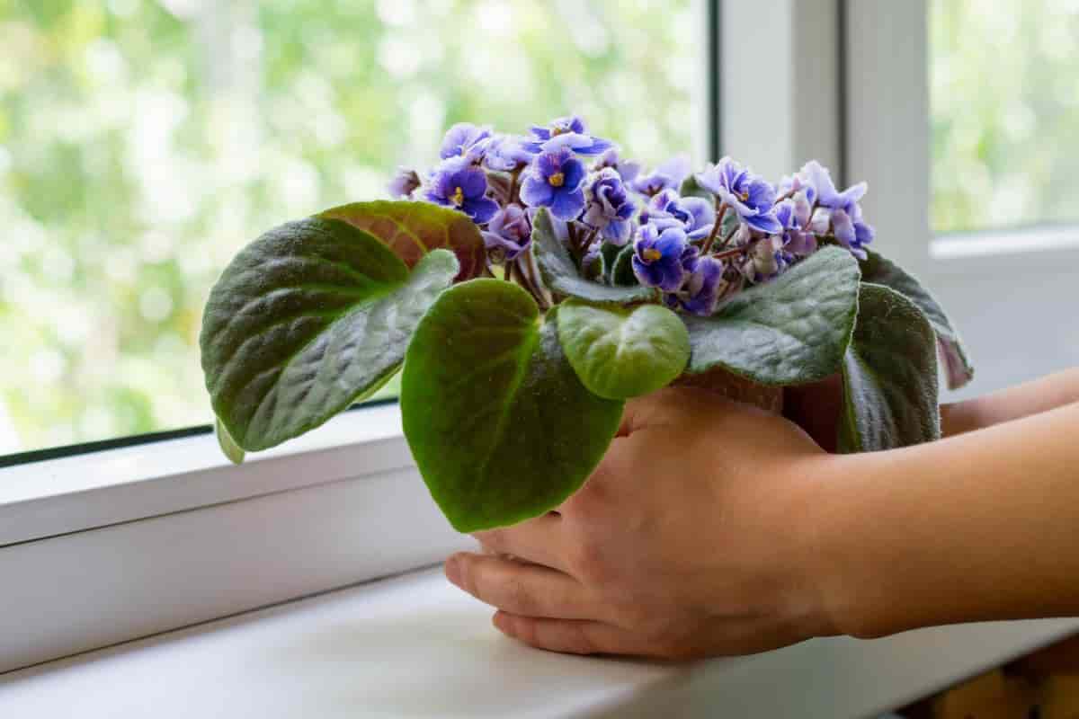 gesneriads bloom indoors