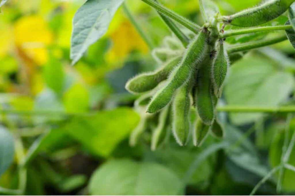 soybean meal fertilizer