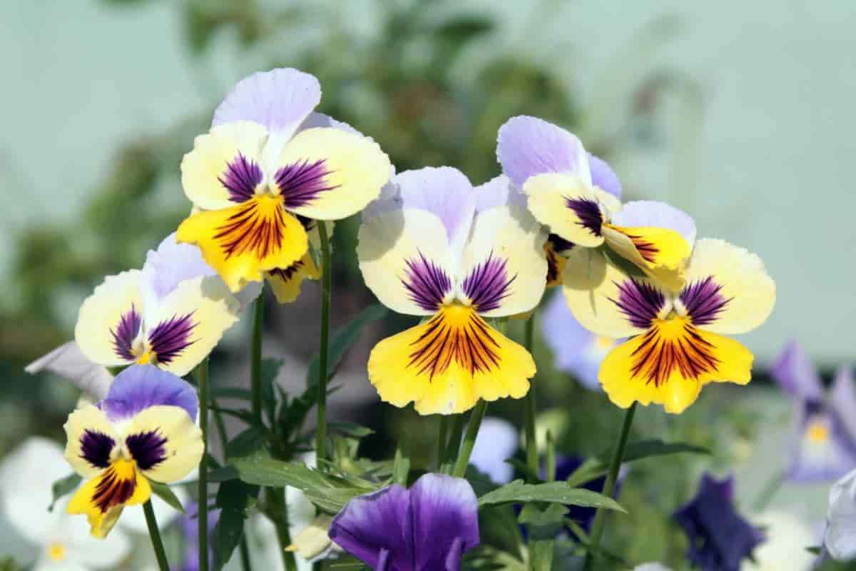 project hybridizers