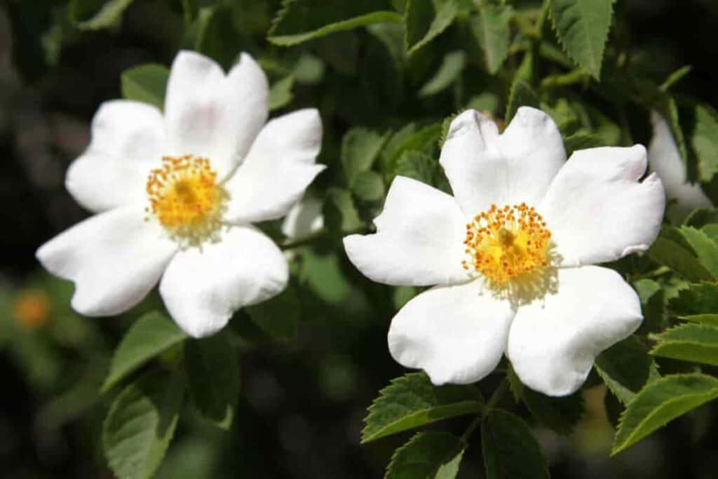 Hardy Roses