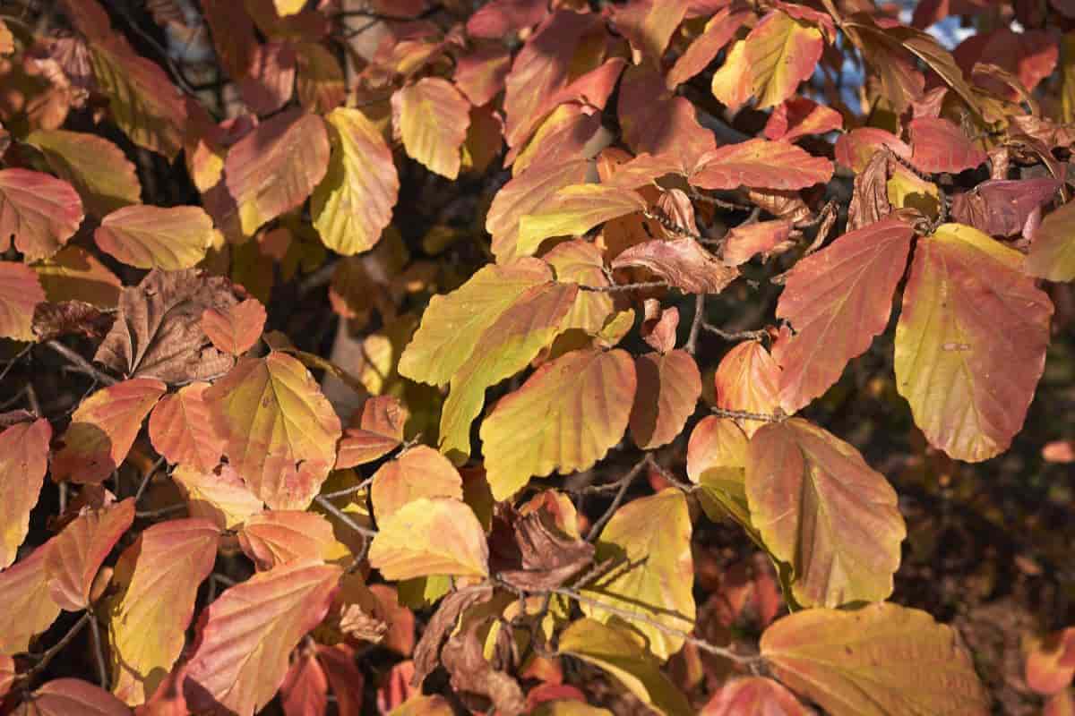 Persian Parrotia
