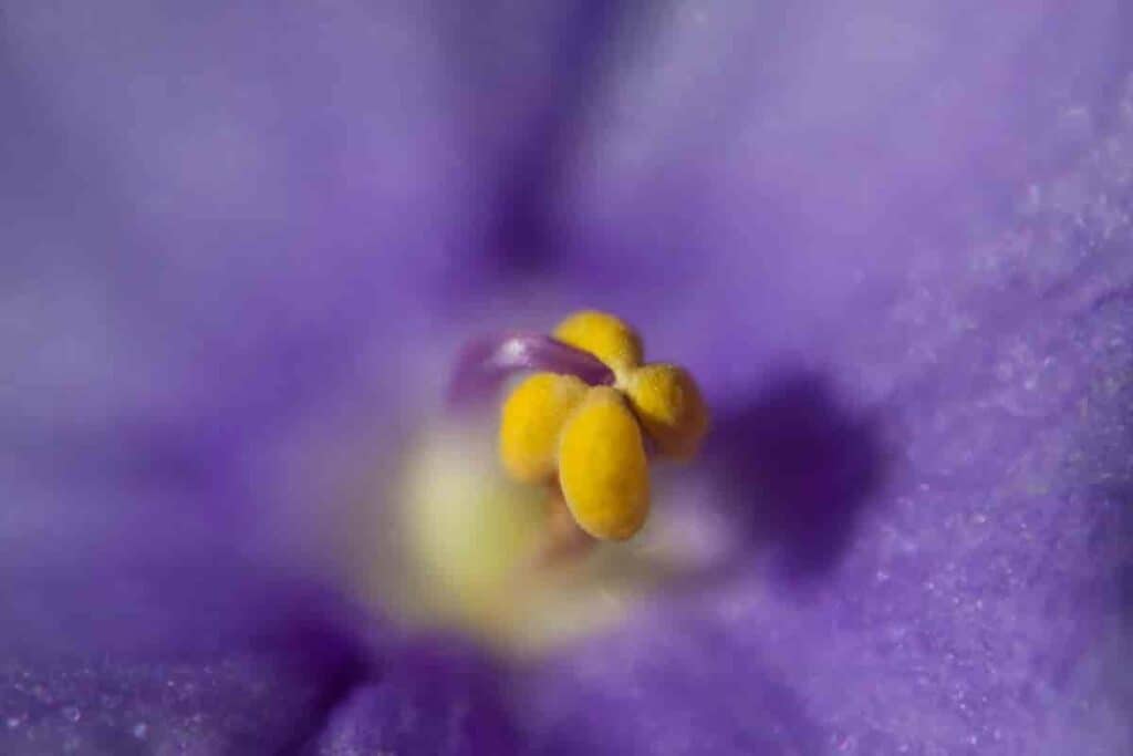 grow african violets from seed