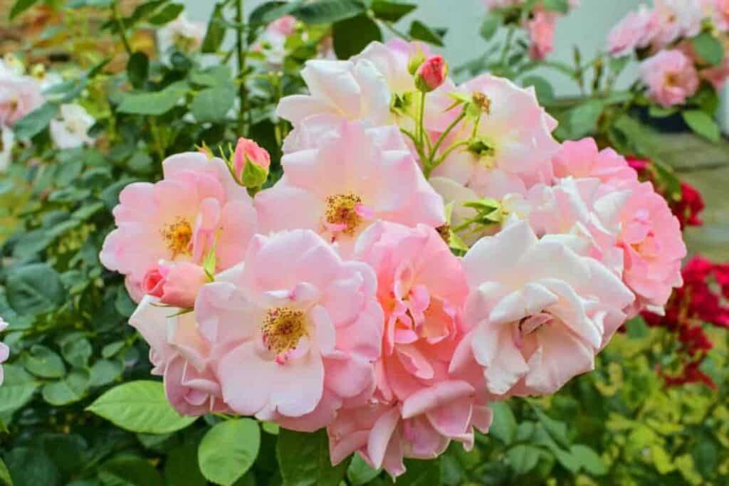 Camellias Charm