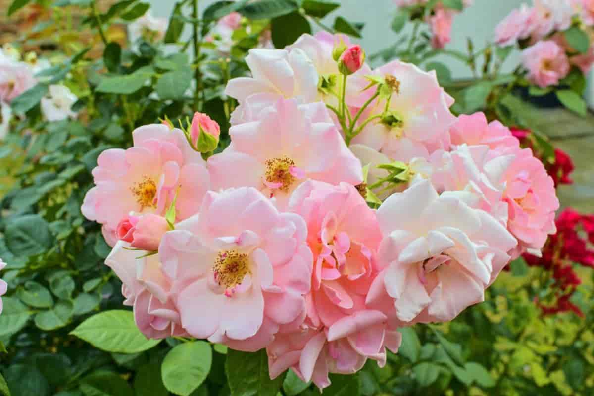 Camellias Charm