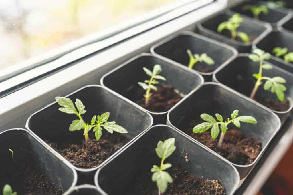 plant breeder