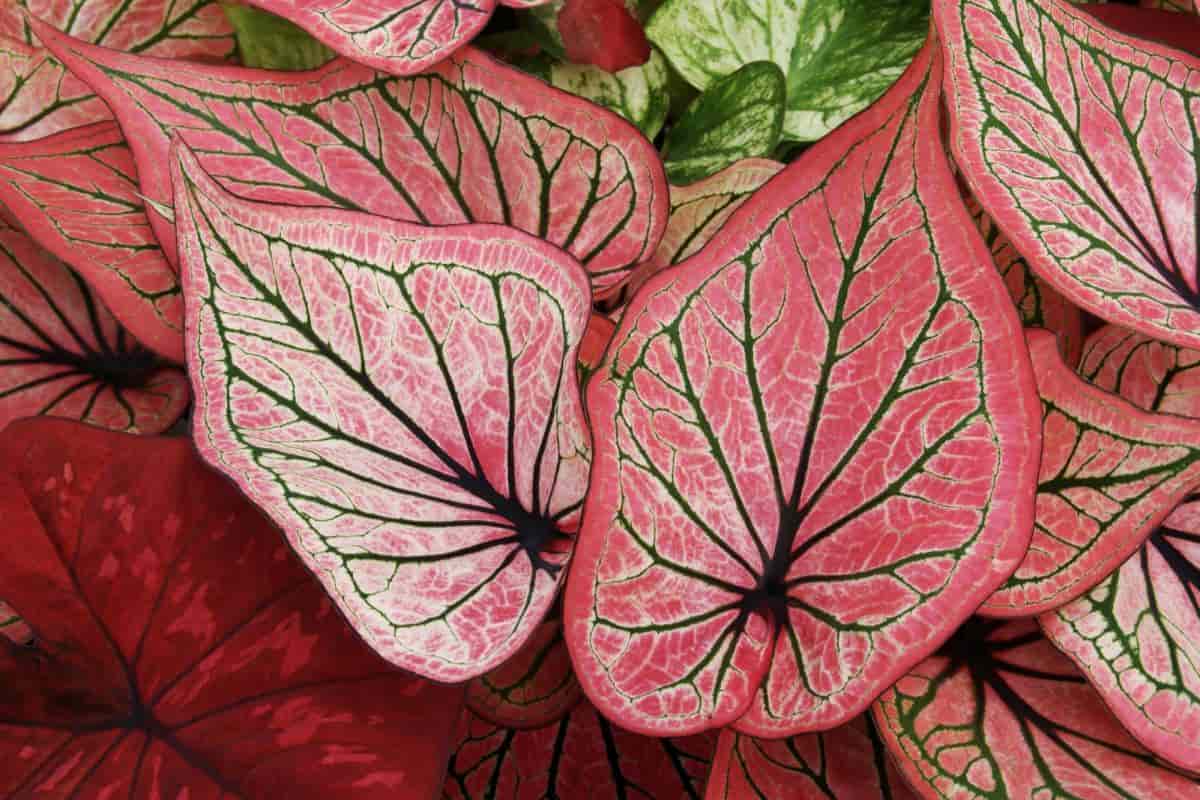 popular caladium