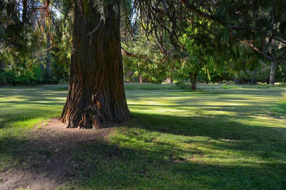 Tree Characteristics