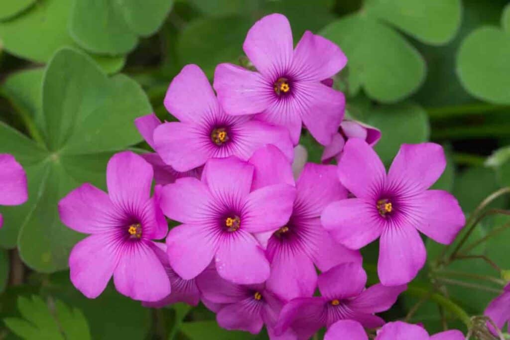 Unusual Houseplants