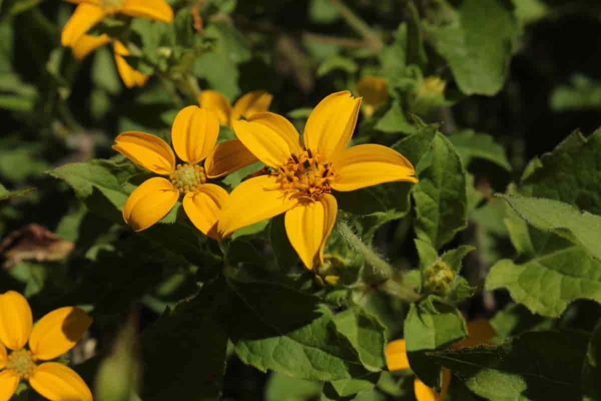 Plants that Do Best in Sun