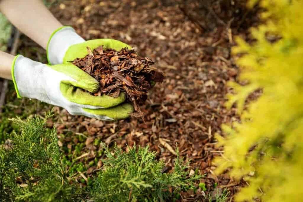Mulching The Garden
