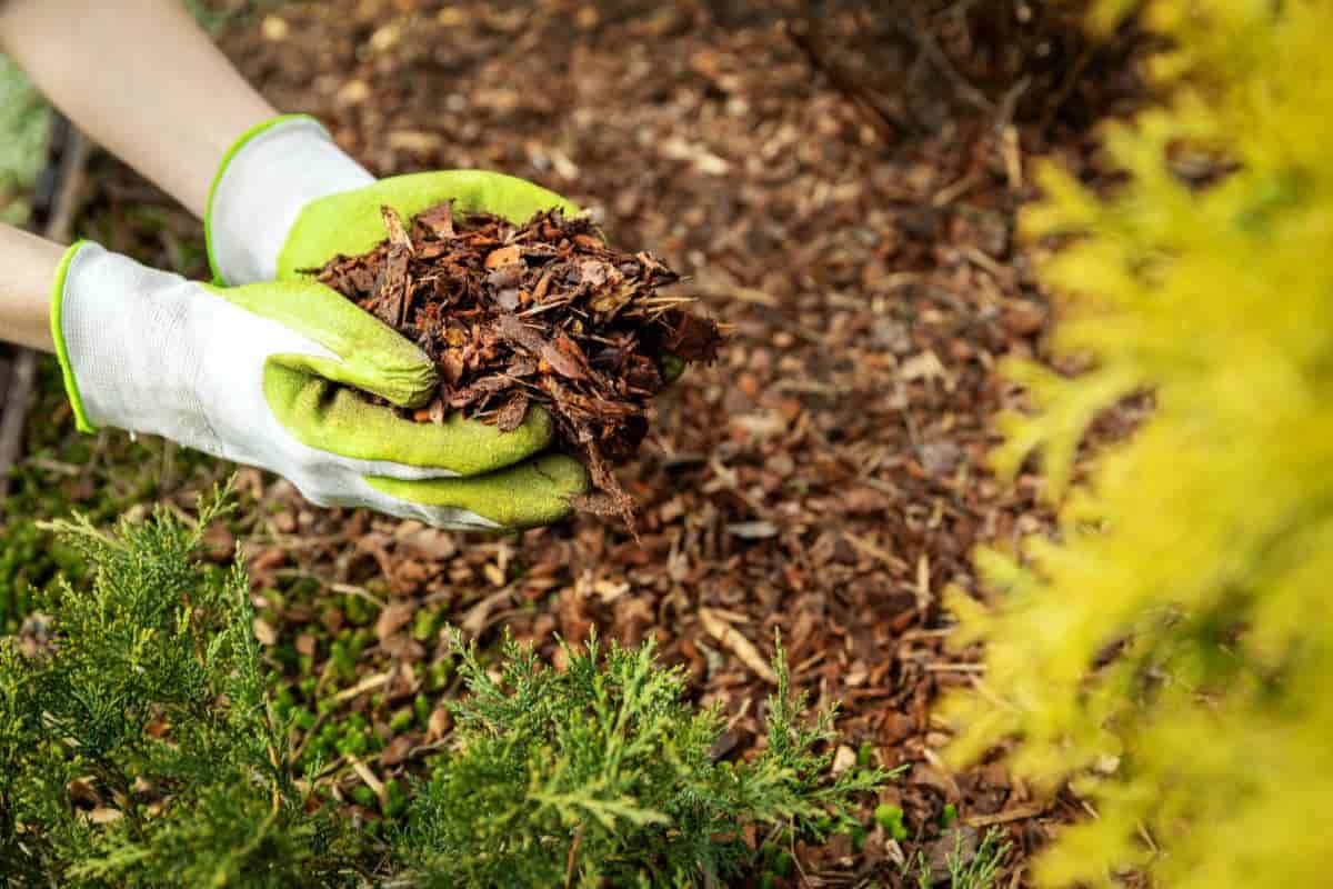 Mulching The Garden