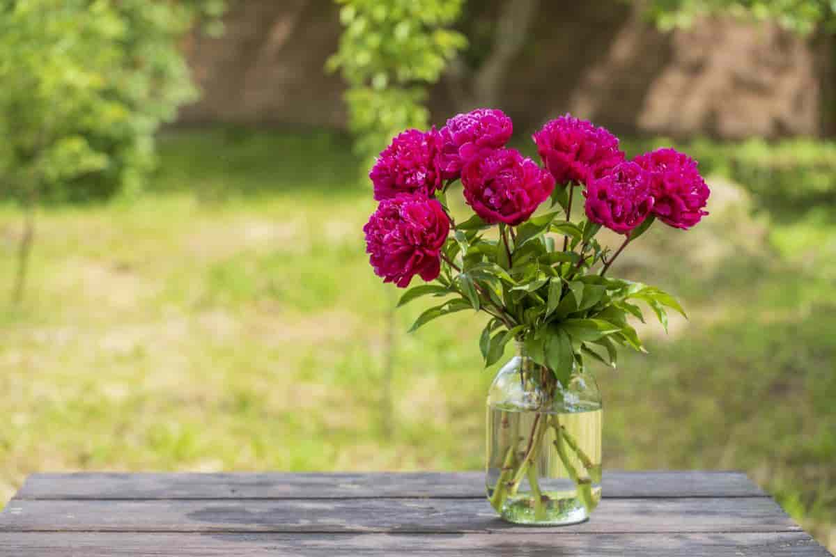 Glass Jar Roses