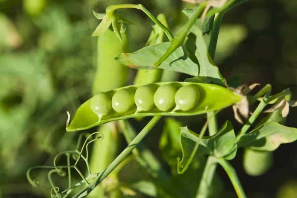 Wild Pea