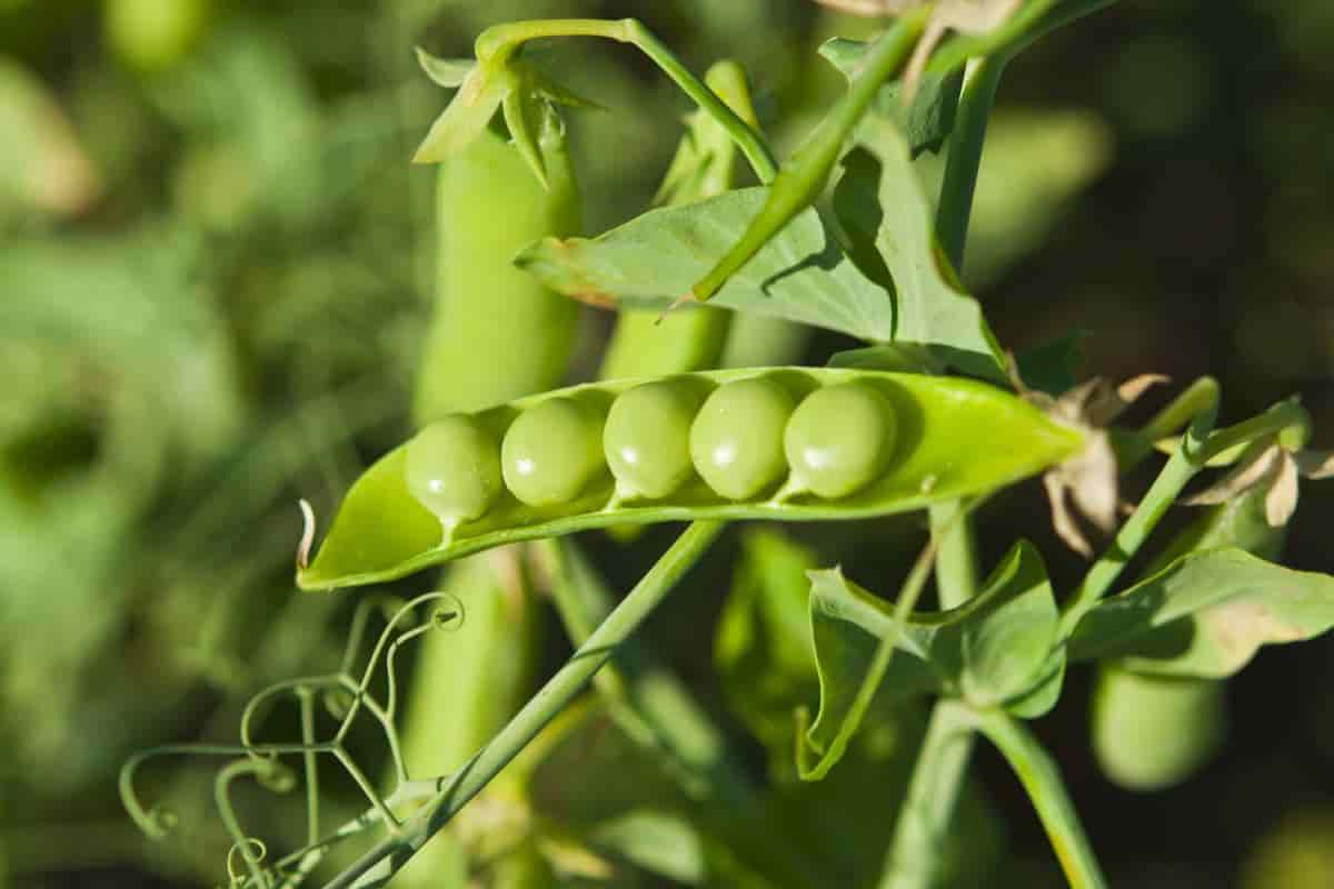 Wild Pea