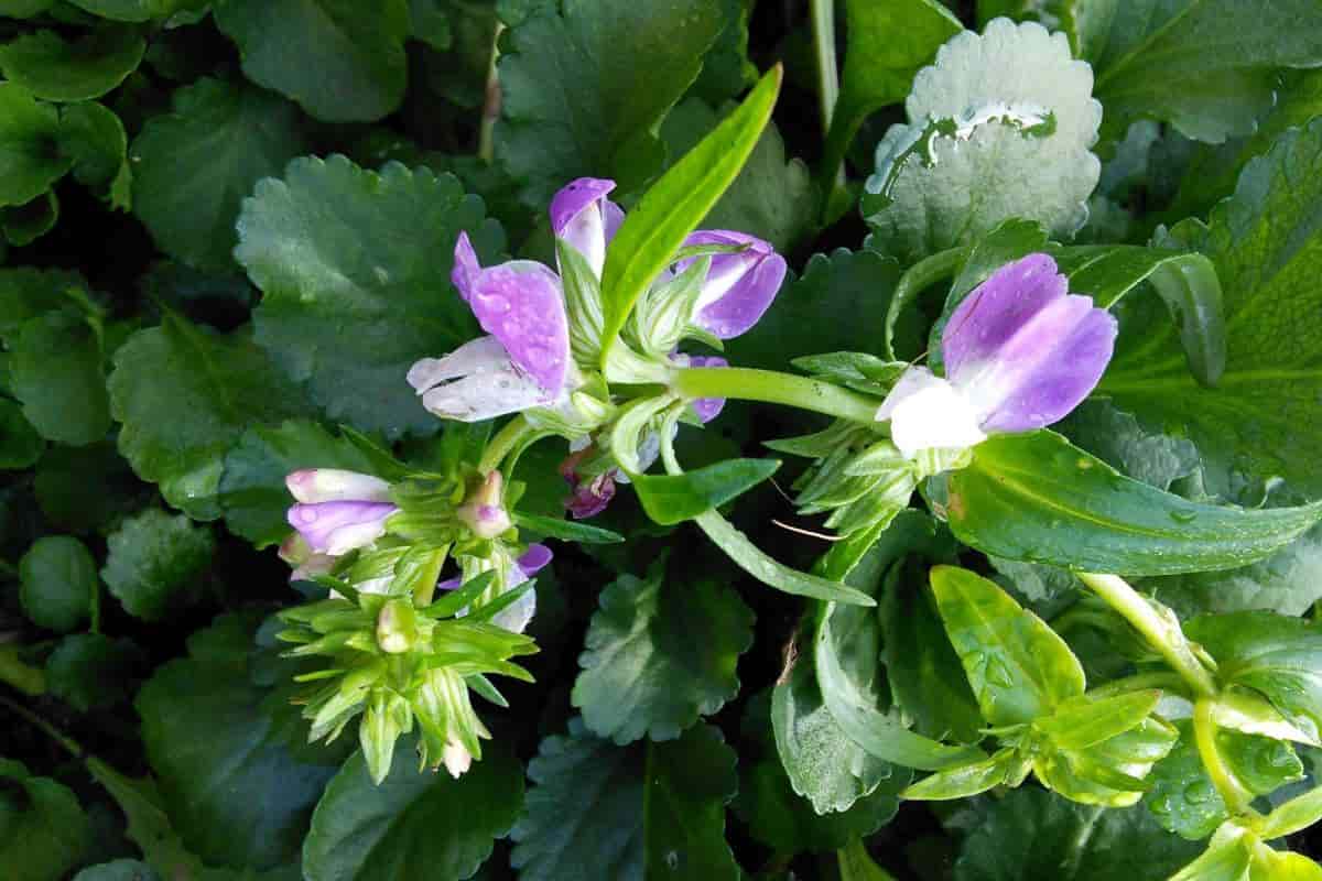 Unique Annuals