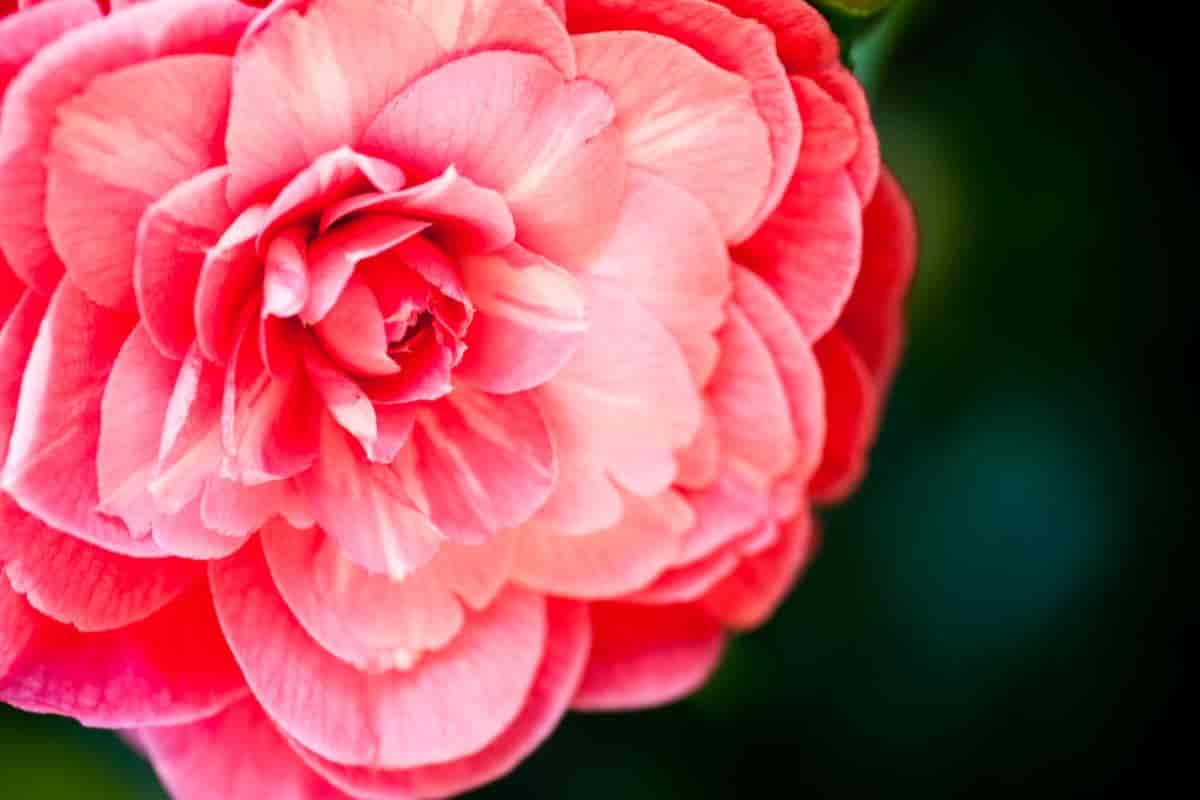 Growing Camellia