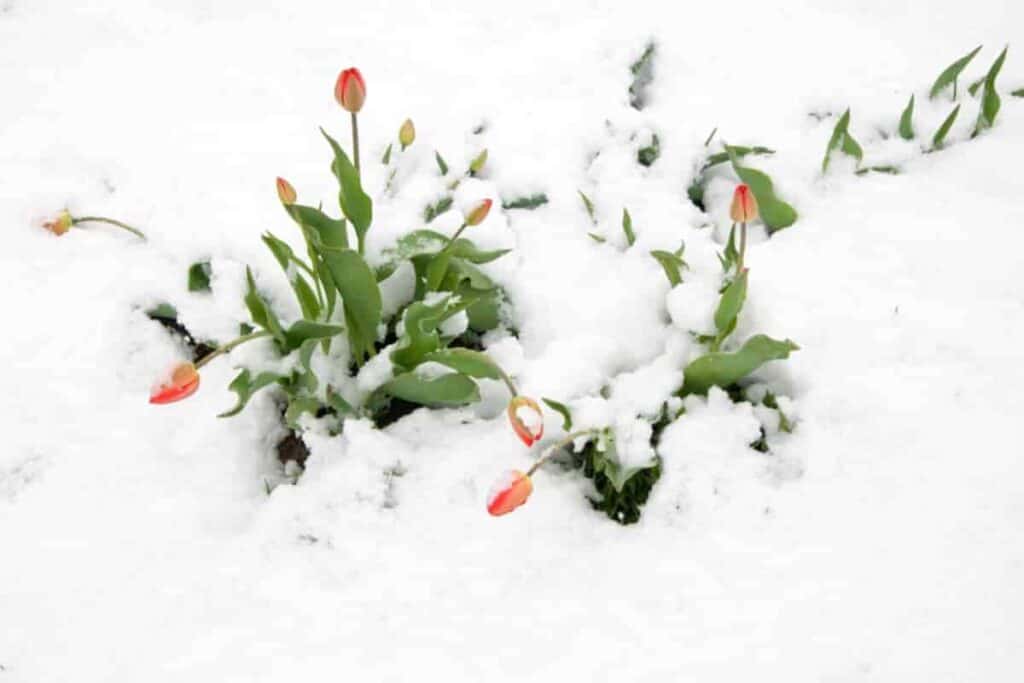 laying the way for winter blooms