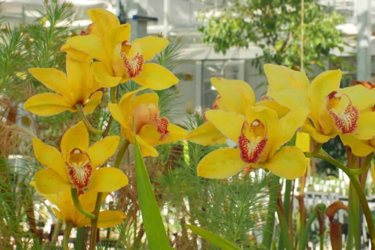 how new flowers appear