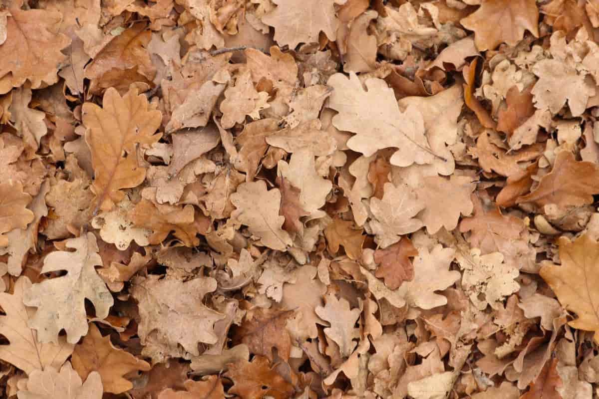 Mulching