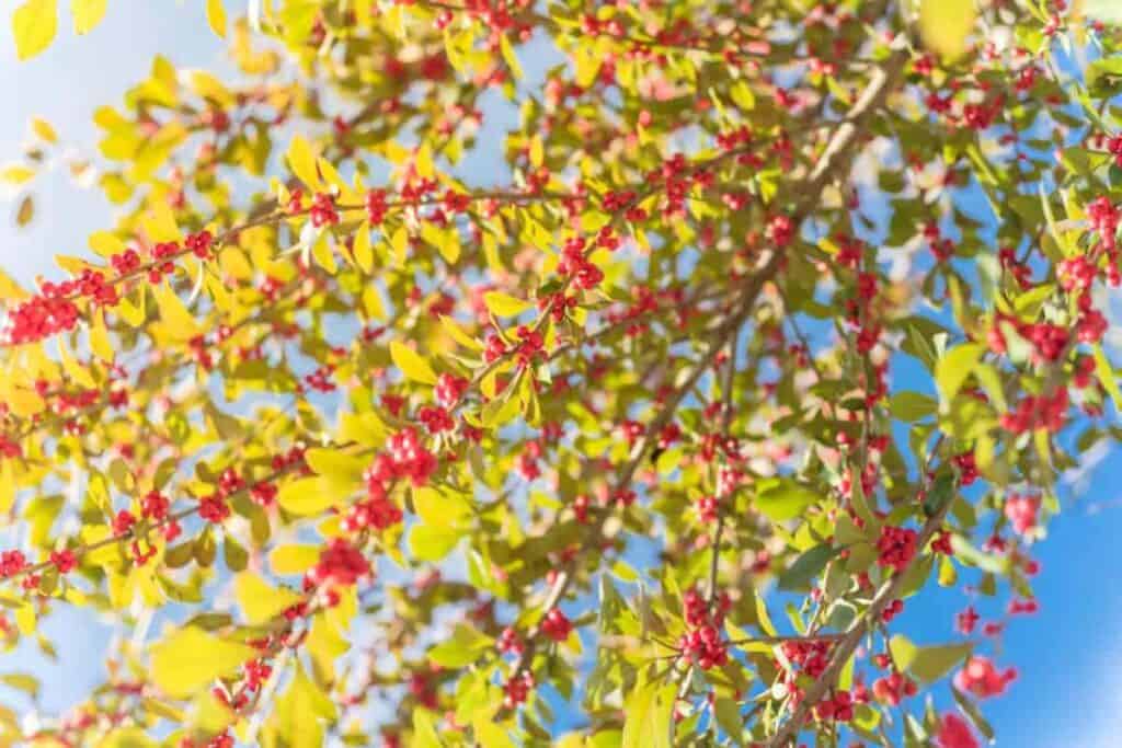 possumhaw deciduous midwest holly