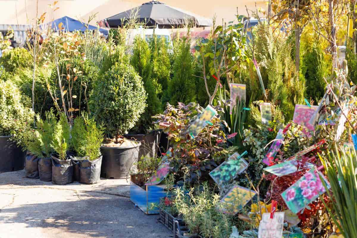 Selecting Plant