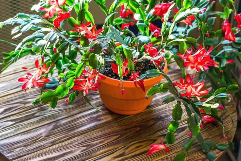 Christmas Cactus
