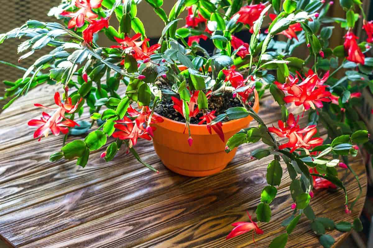 Christmas Cactus