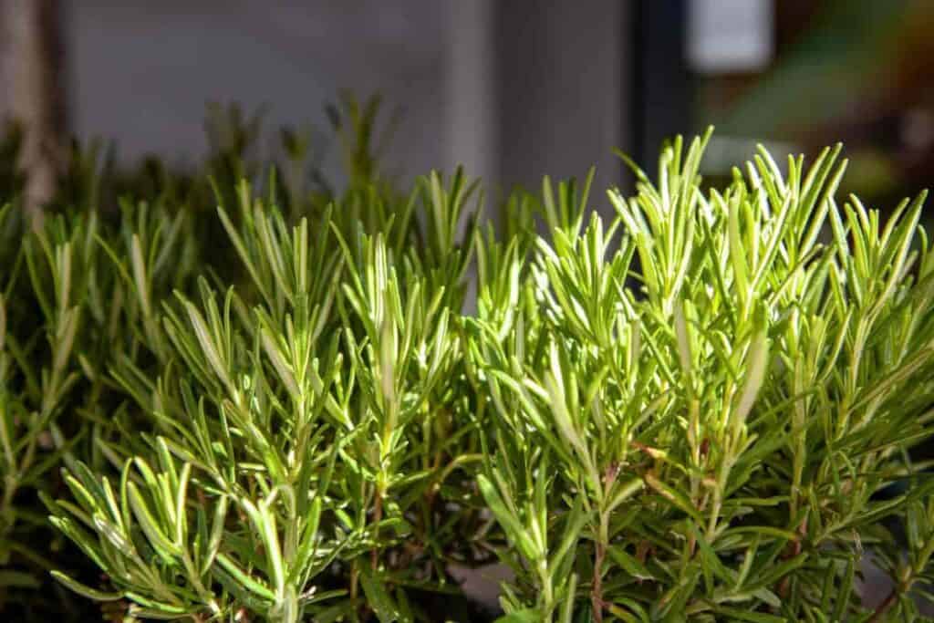 Rosemary Herb