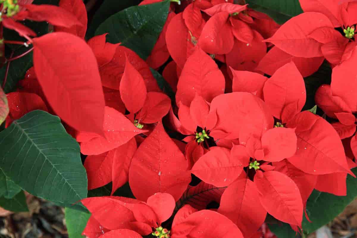 Rejuvenate Plant