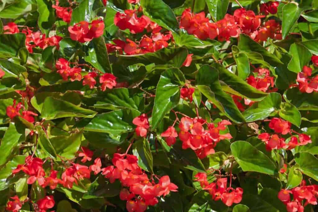 Plant Mutation