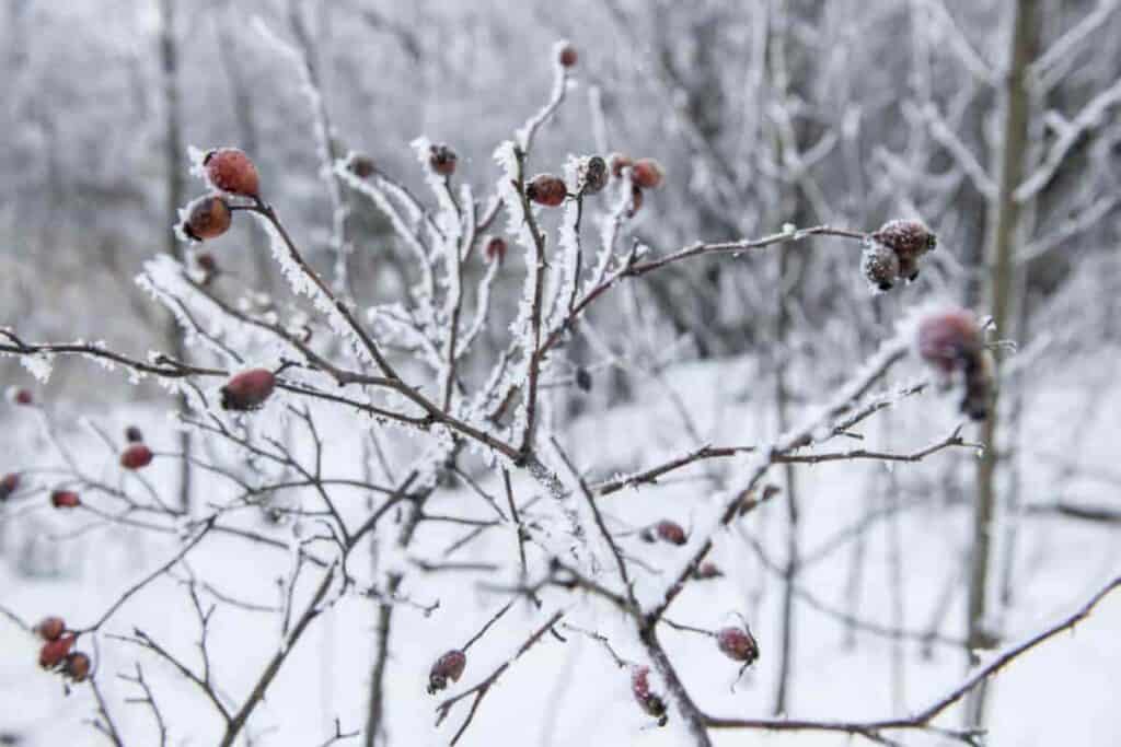 Holly Hardiness