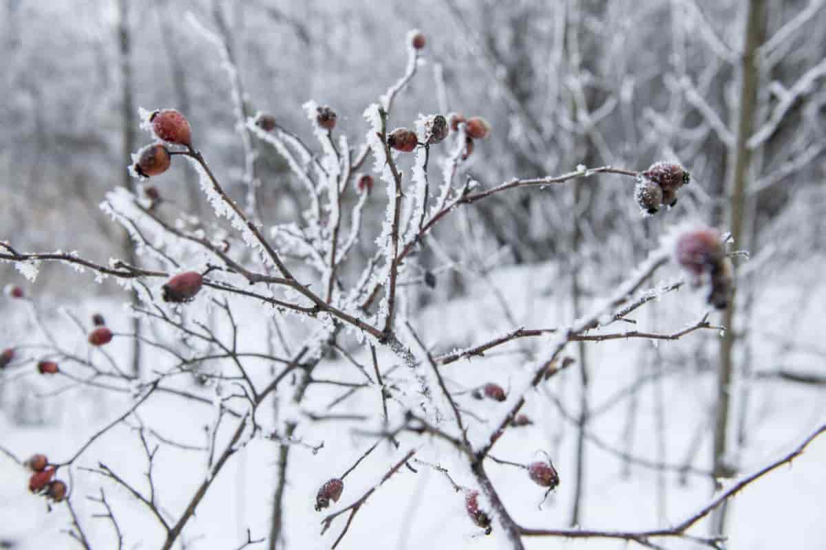 Holly Hardiness