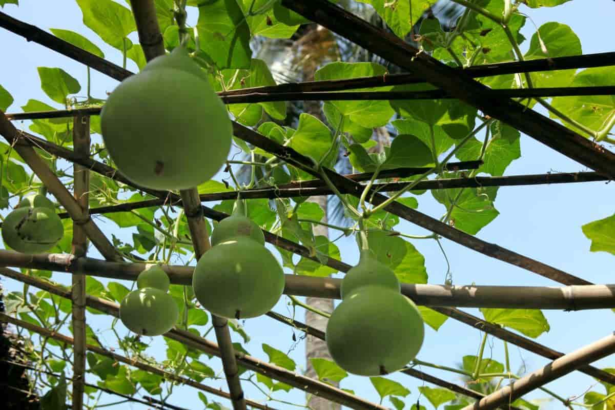 Gourds for Christmas