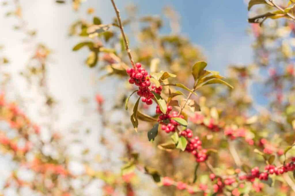 Growing Rugged Hollies
