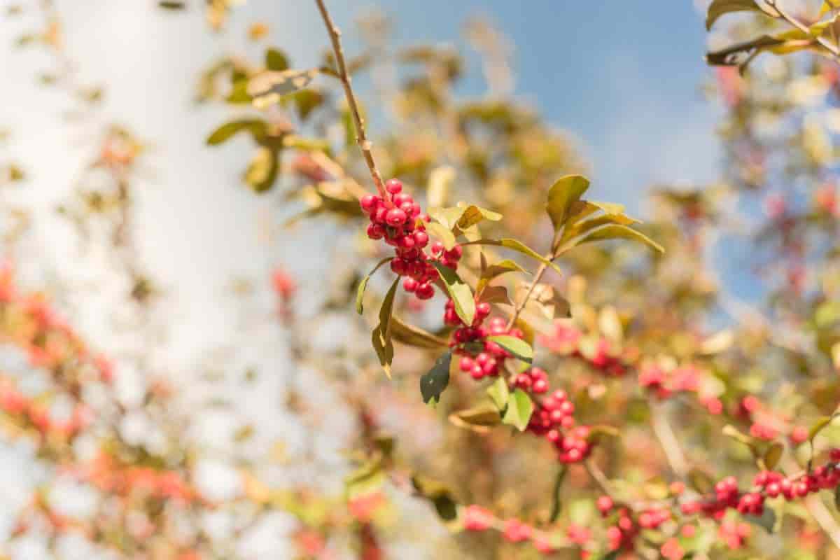 Growing Rugged Hollies