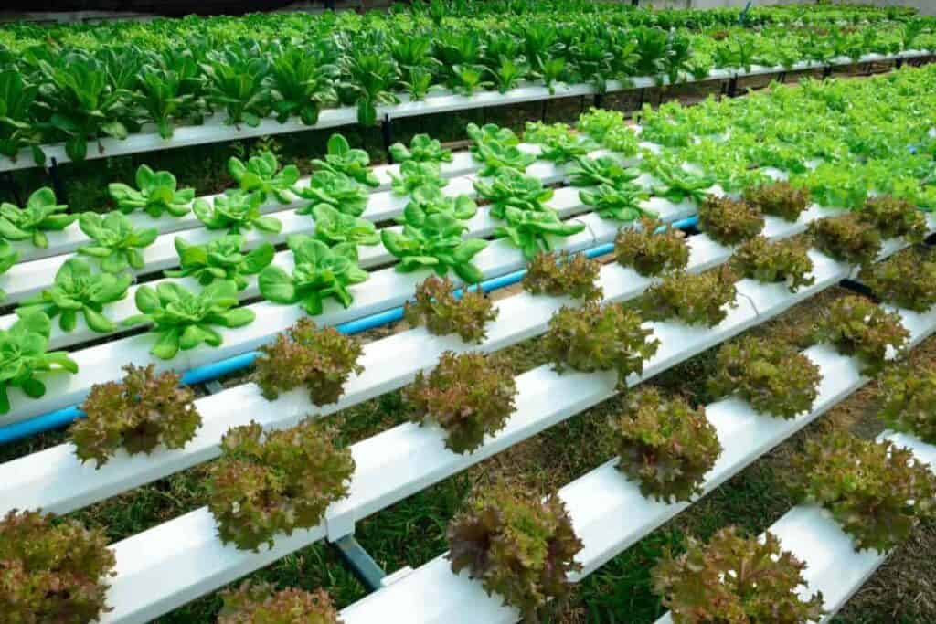 Indoor Aquatic Gardening