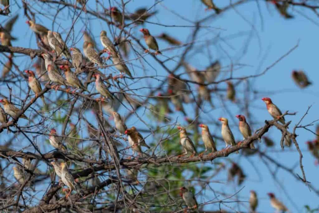 Birds in Winter