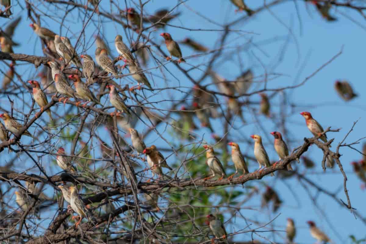 Birds in Winter