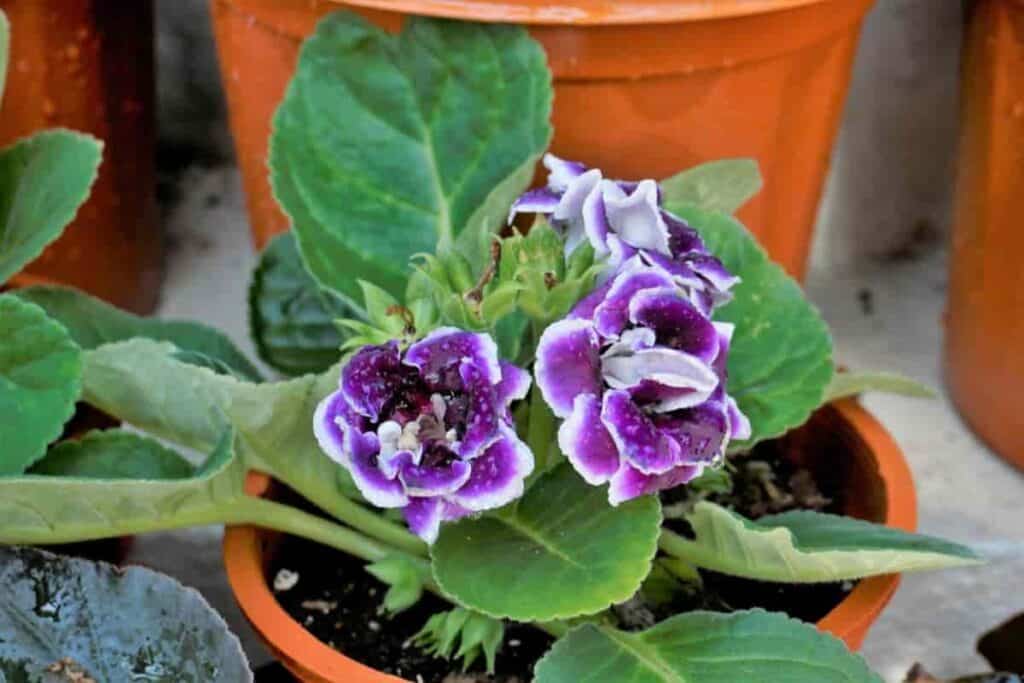 Growing Gloxinias