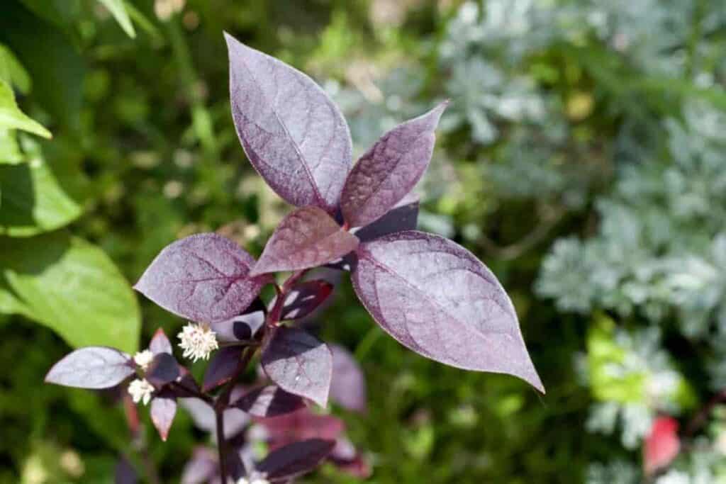 Interesting Houseplants