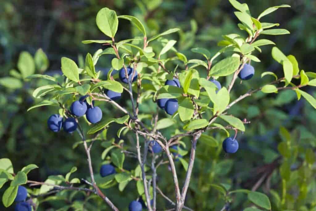 Box Huckleberry