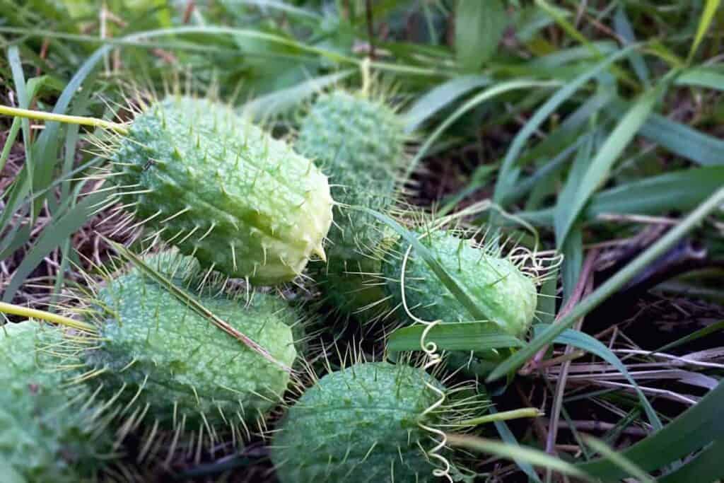 wild cucumber