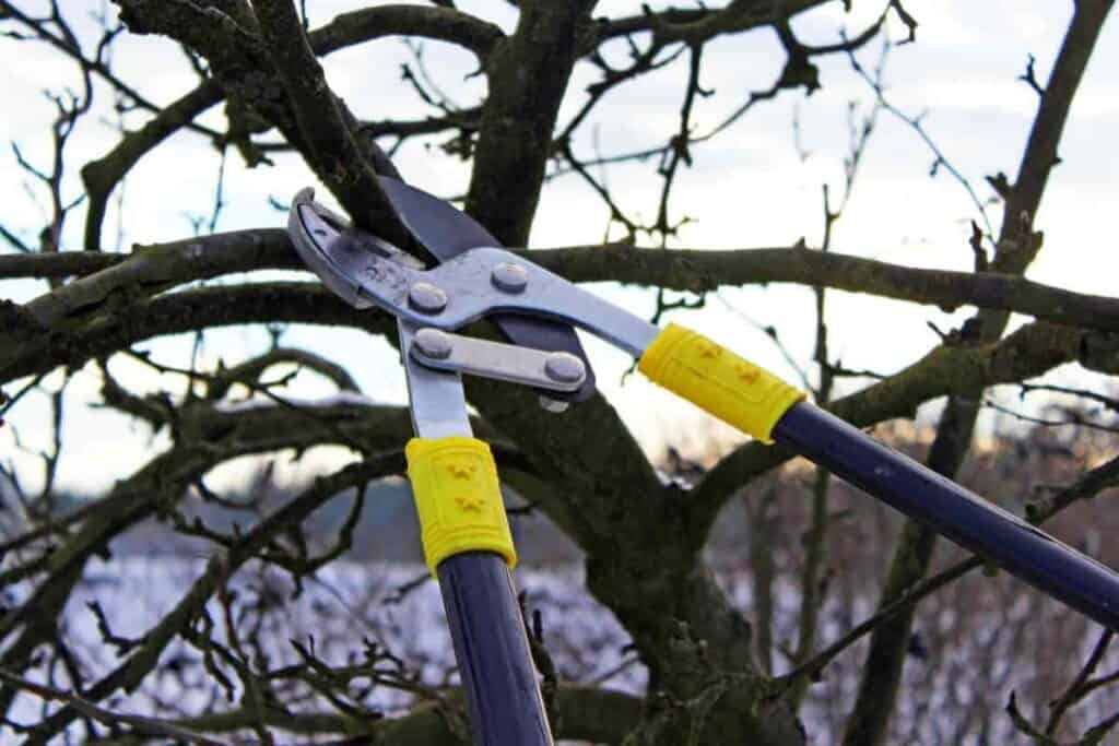 Forcing Branches