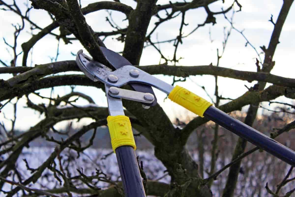 Forcing Branches